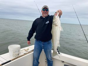 Striped Bass in Chesapeake Bay